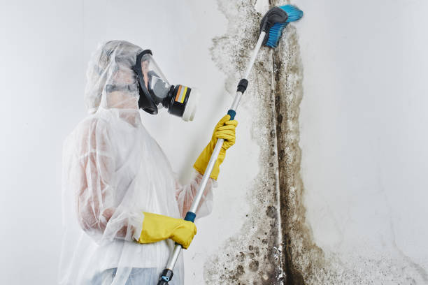 Best Crawl Space Mold Remediation in Dwight, IL