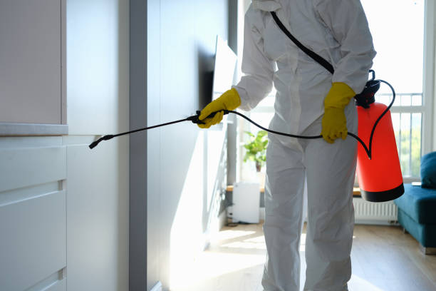 Best Post-Flood Mold Remediation in Dwight, IL