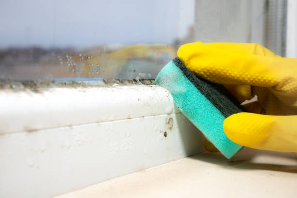 Best Post-Flood Mold Remediation in Dwight, IL
