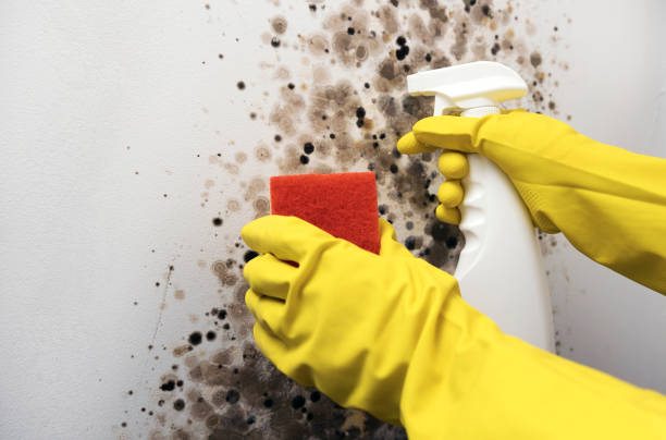 Best Commercial Mold Remediation in Dwight, IL