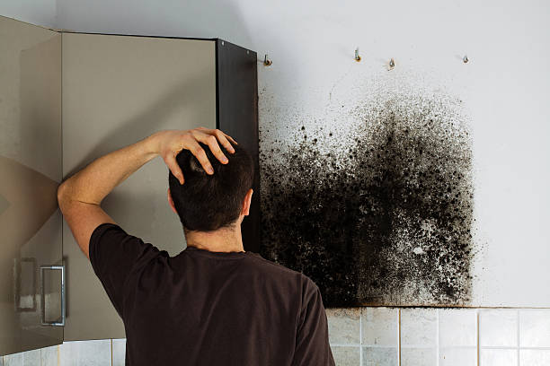Trusted Dwight, IL Mold Remediation Experts