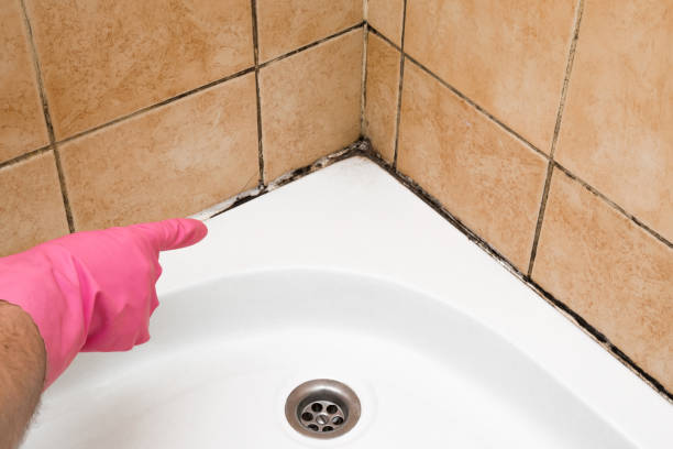 Professional Mold Remediation in Dwight, IL