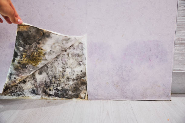 Best Health and Safety Mold Remediation in Dwight, IL